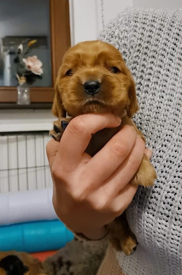 Cuccioli Cocker Spaniel Inglese
