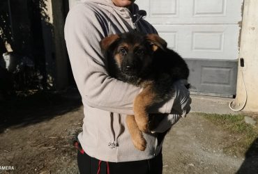 Cuccioli pastore tedesco con pedigree