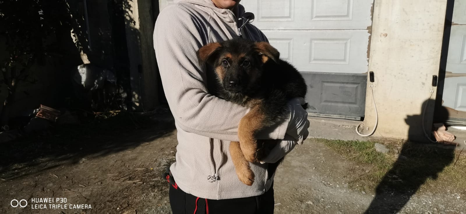 Cuccioli pastore tedesco con pedigree