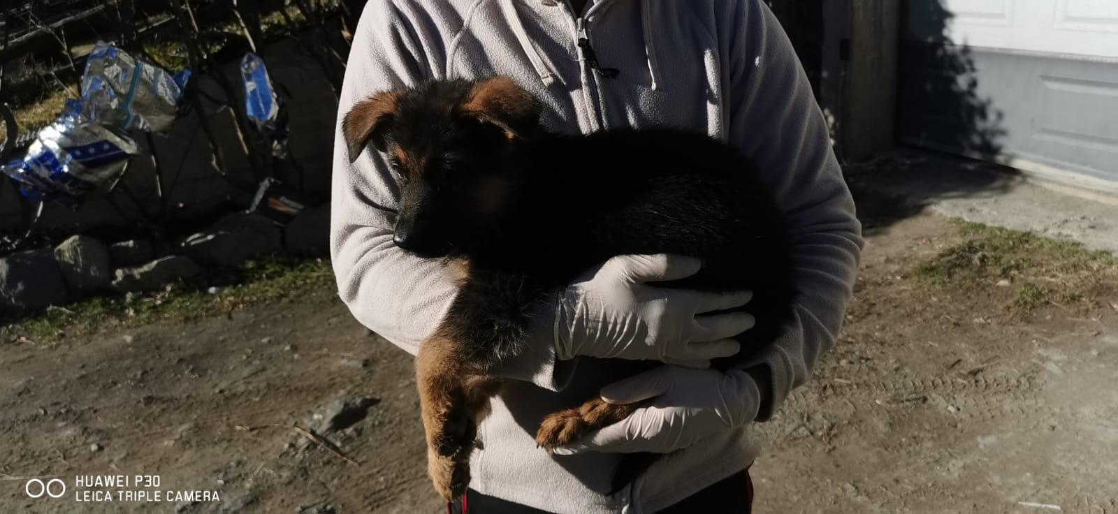 Cuccioli pastore tedesco con pedigree