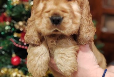 Cuccioli Cocker Spaniel Inglese