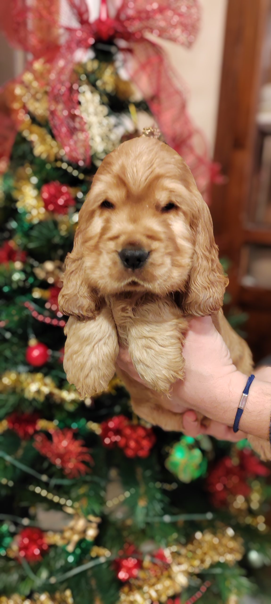 Cuccioli Cocker Spaniel Inglese