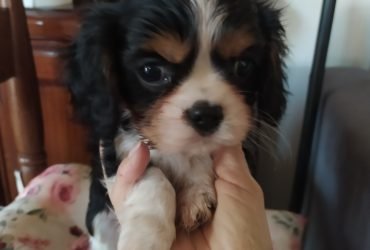 Cavalier king cucciolo maschietto