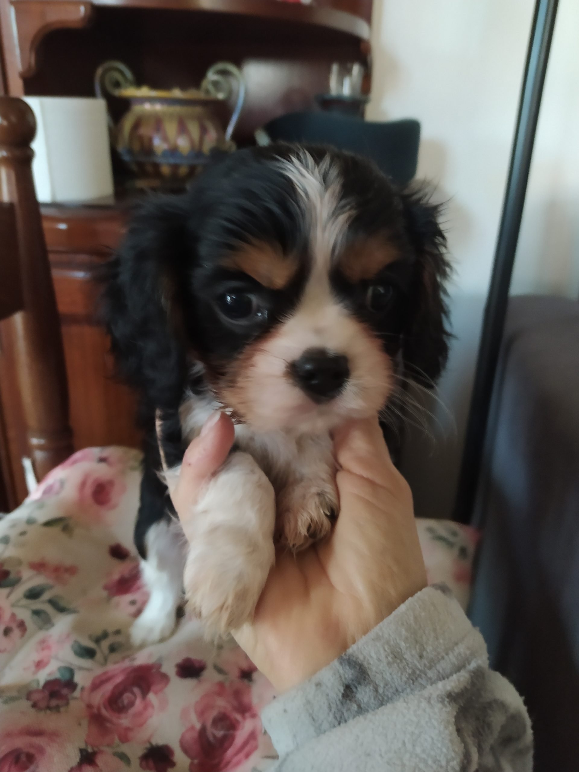 Cavalier king cucciolo maschietto