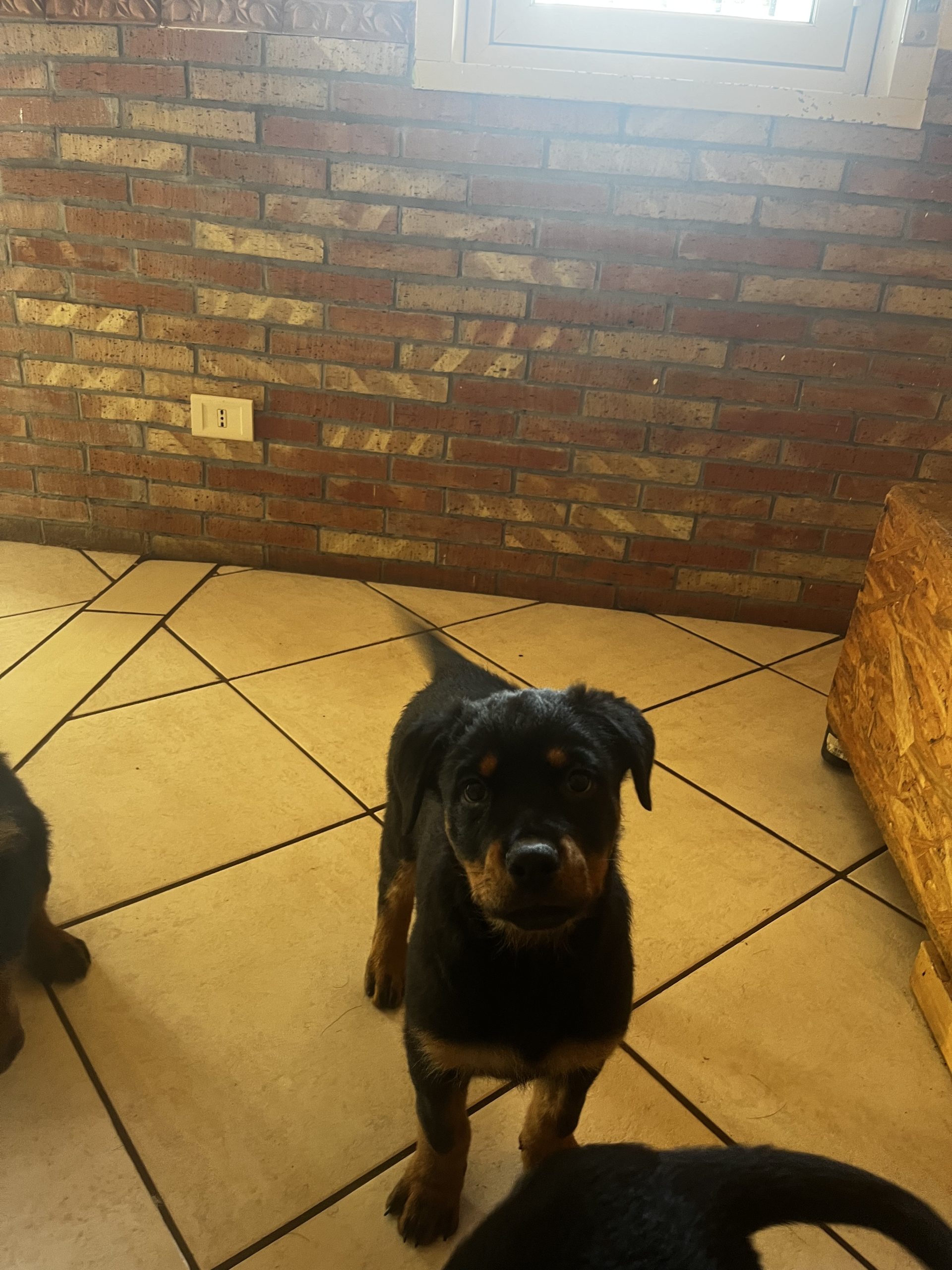 Vendo ultime due cucciole di rottweiler