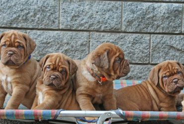 Cuccioli Dogue de Bordeaux