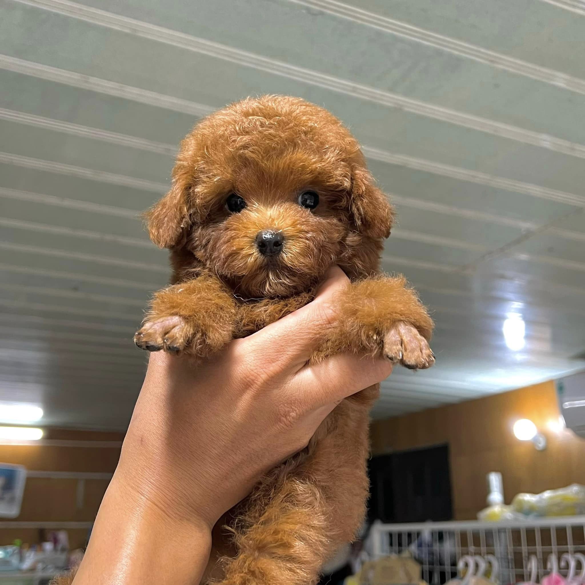 Cuccioli di Barboncino Toy