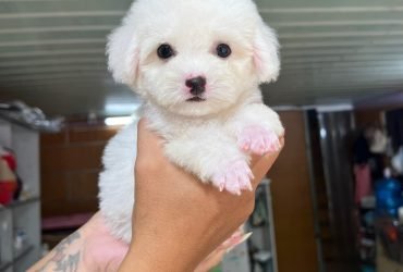 Cuccioli di Barboncino Toy