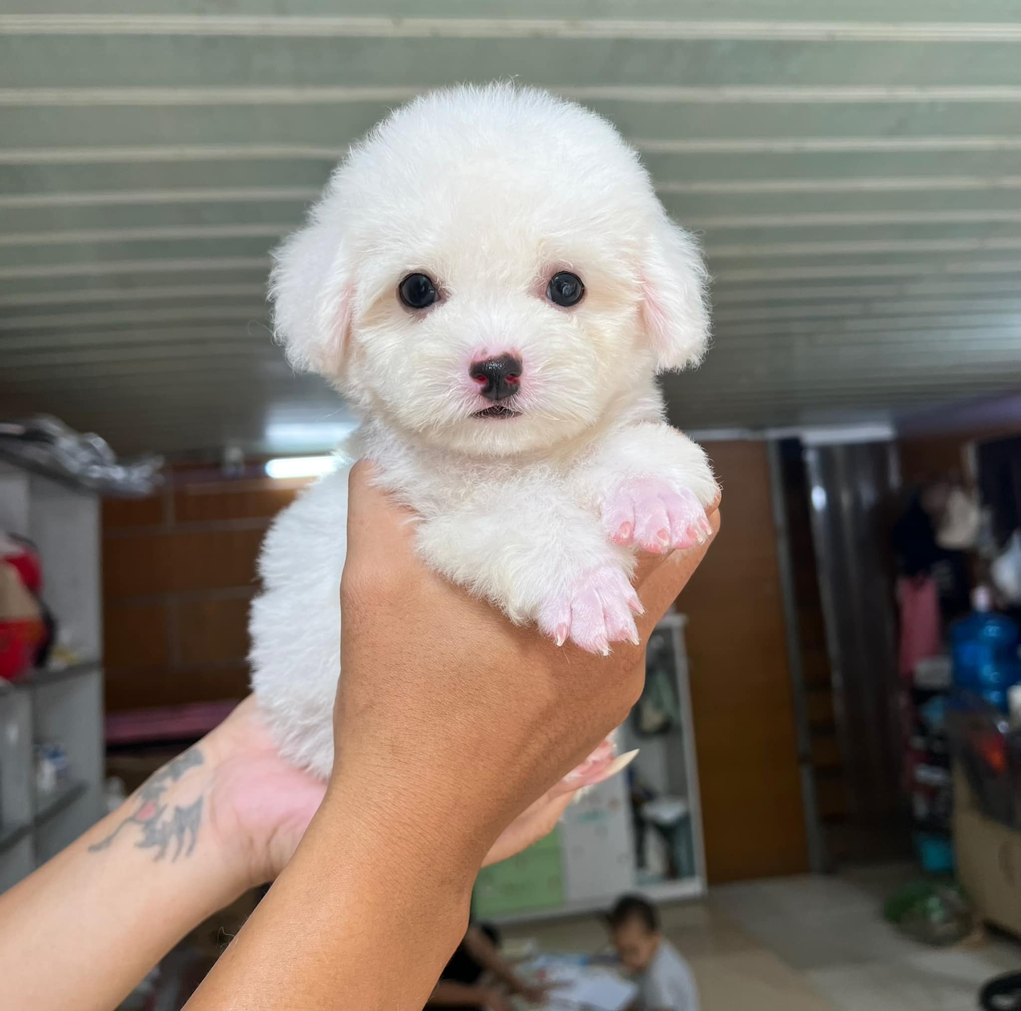 Cuccioli di Barboncino Toy