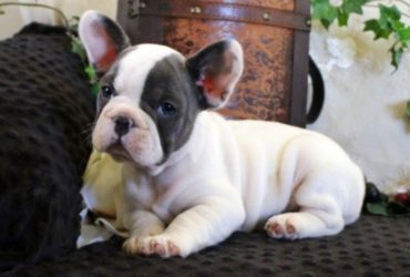 Regalo Cuccioli di Bulldog francese