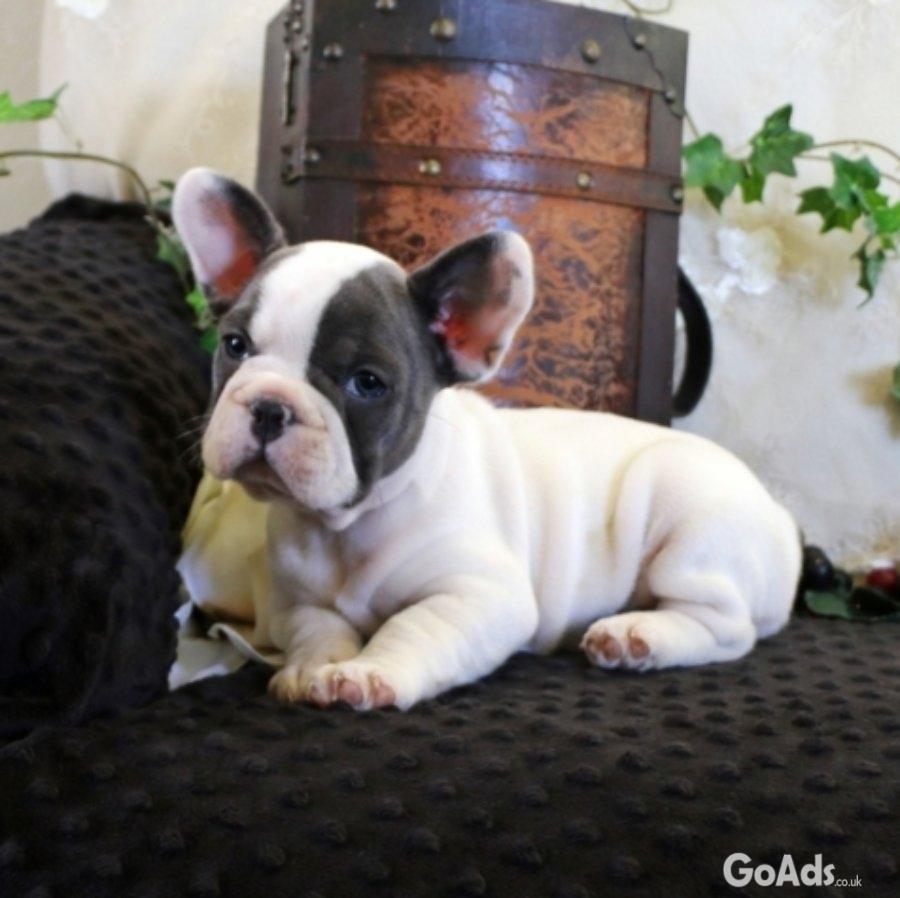 Regalo Cuccioli di Bulldog francese
