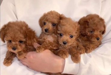 Regalo Cuccioli di barboncino toy