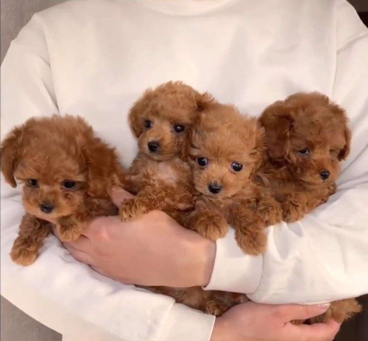 Regalo Cuccioli di barboncino toy