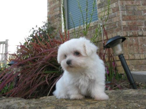 Cuccioli di maltese registrati