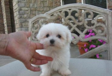 Cuccioli di maltese registrati