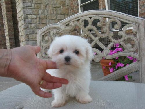 Cuccioli di maltese registrati