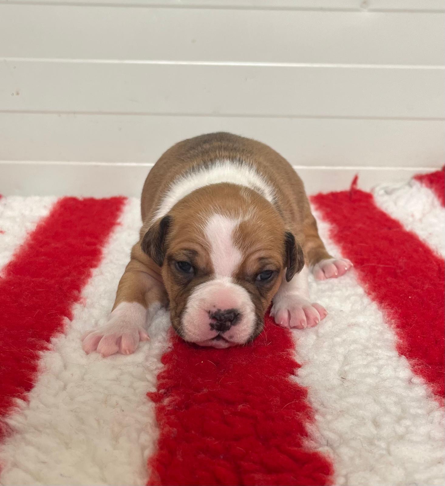 Disponibili Cuccioli Amstaff