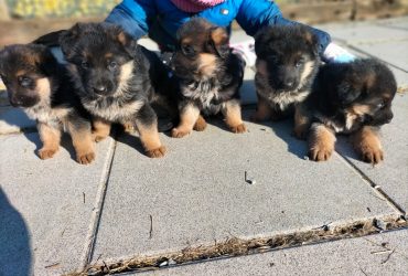 cuccioli pastore tedesco alta genealogia