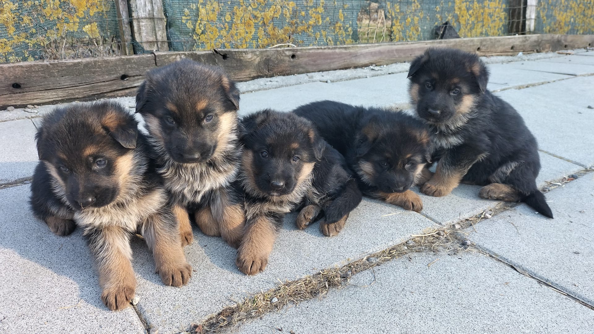 cuccioli pastore tedesco alta genealogia