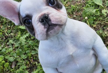 bulldog francese