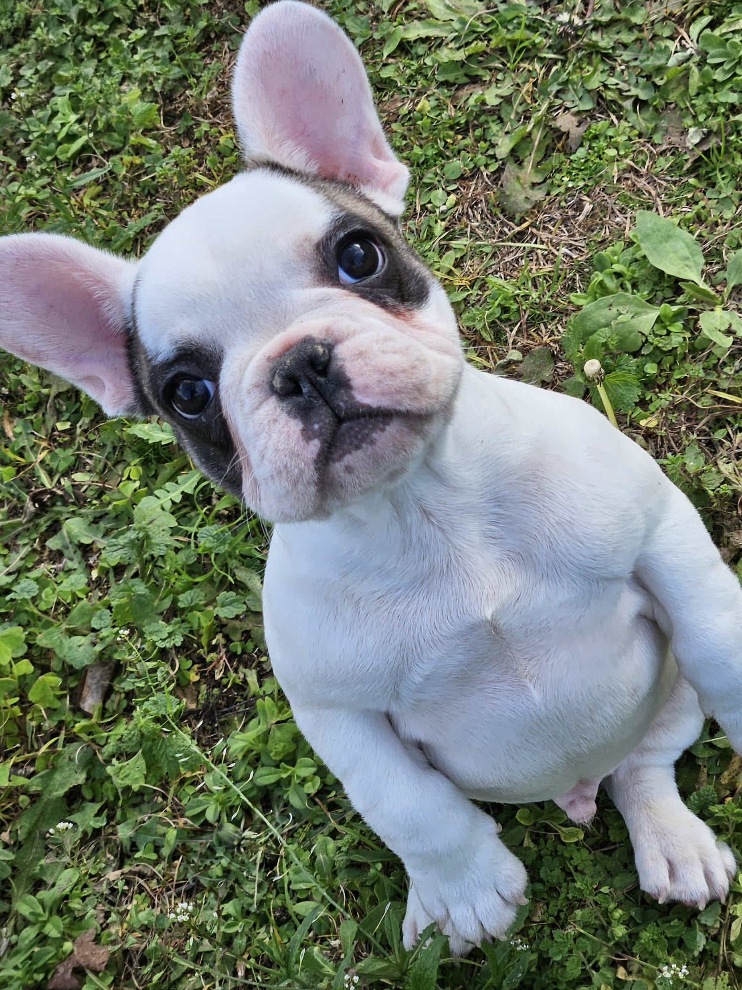 bulldog francese