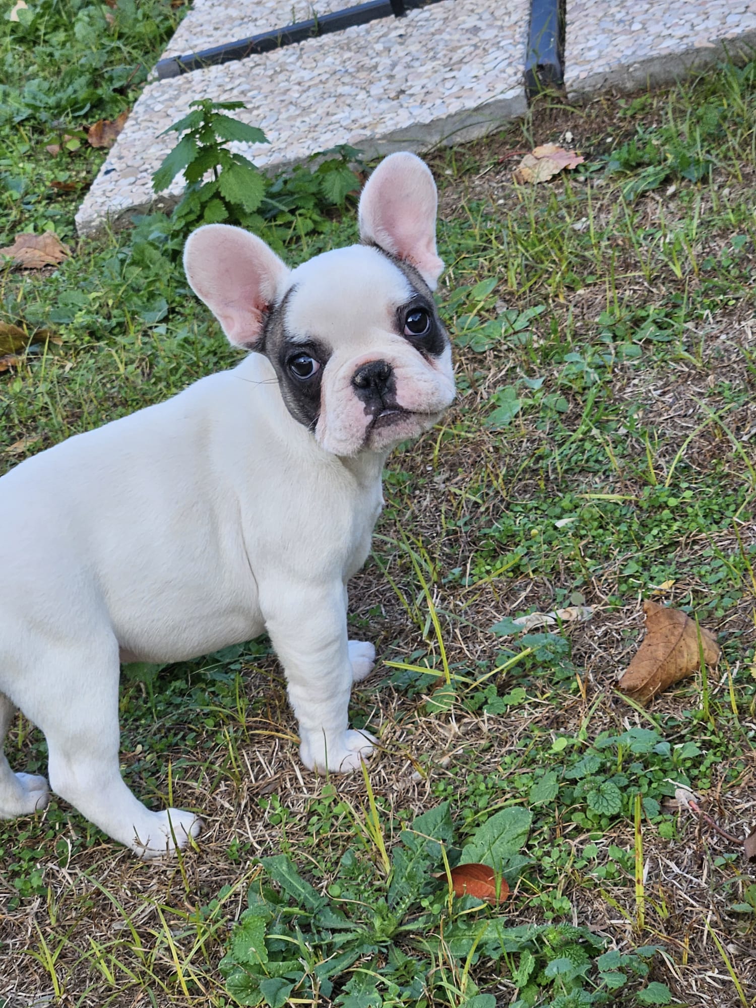 bulldog francese