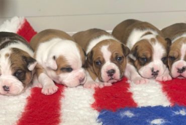 Disponibili Cuccioli Amstaff