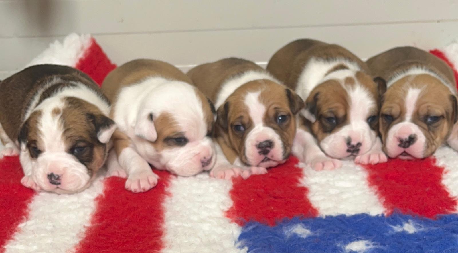 Disponibili Cuccioli Amstaff