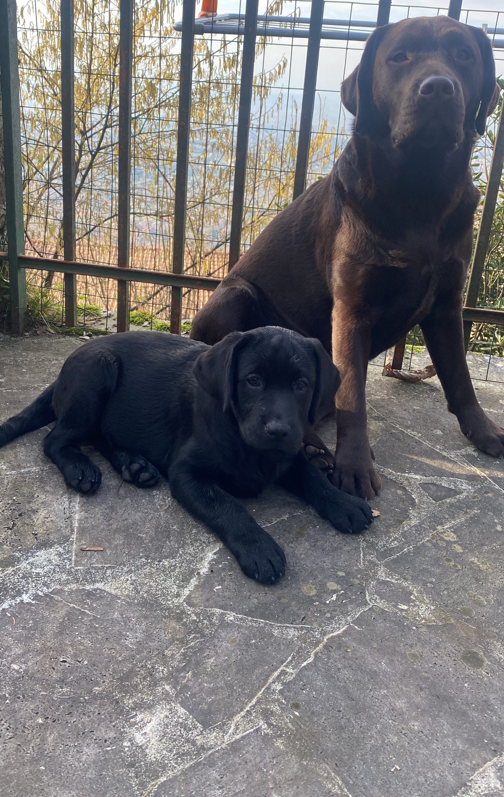Cuccioli disponibili Oakenheart labrador allevamento riconosciuto Enci