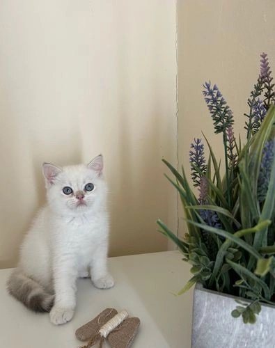 Gattino BSH REGISTRATO GCCF