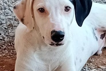 Pongo cucciolone intelligente