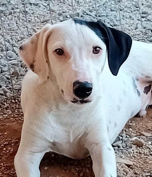 Pongo cucciolone intelligente