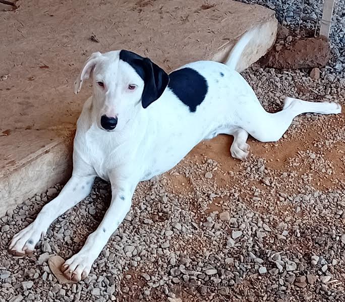 Pongo cucciolone intelligente