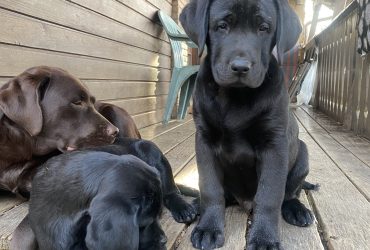 Cuccioli disponibili Oakenheart labrador allevamento riconosciuto Enci