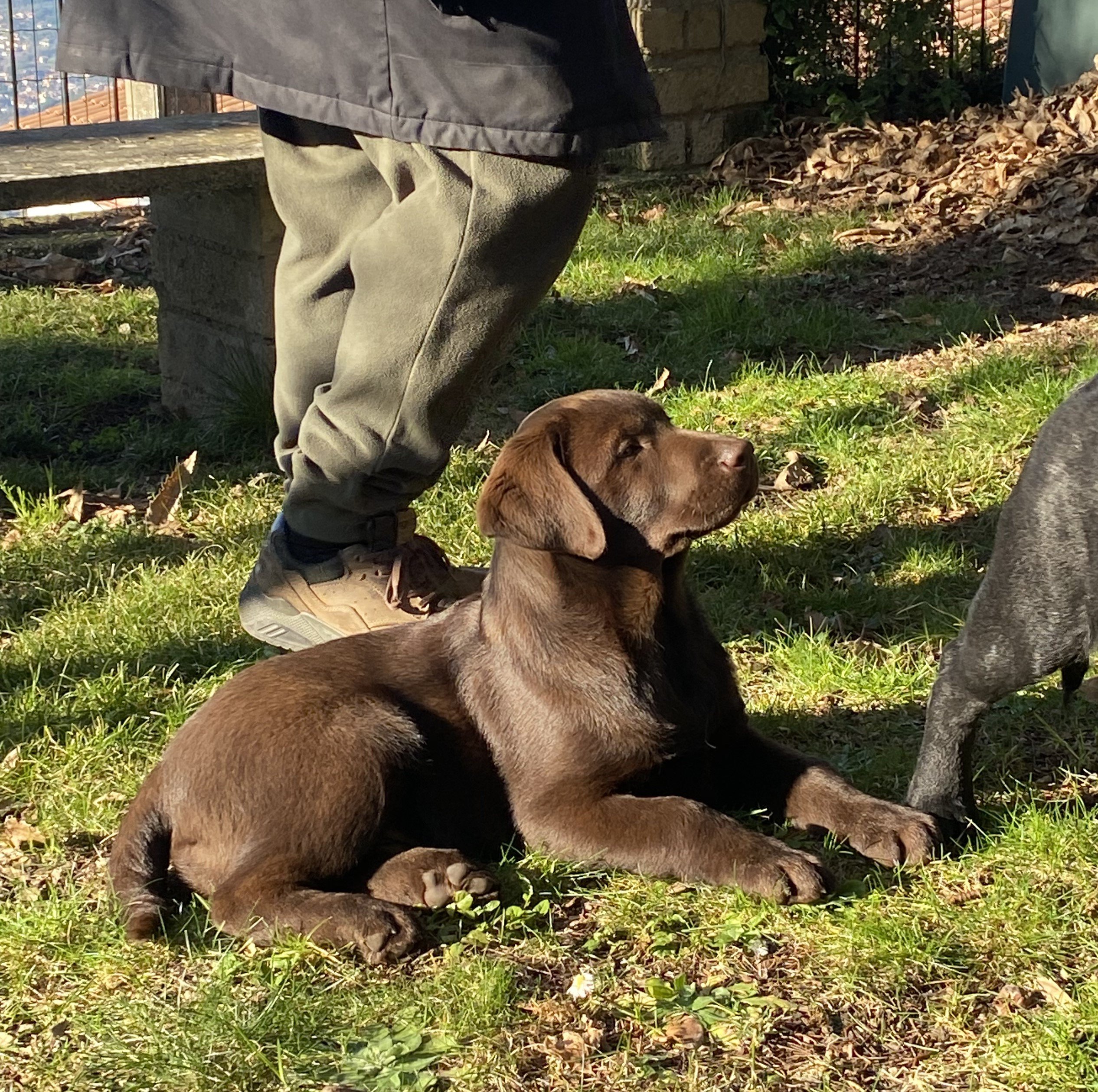 Cuccioli disponibili Oakenheart labrador allevamento riconosciuto Enci