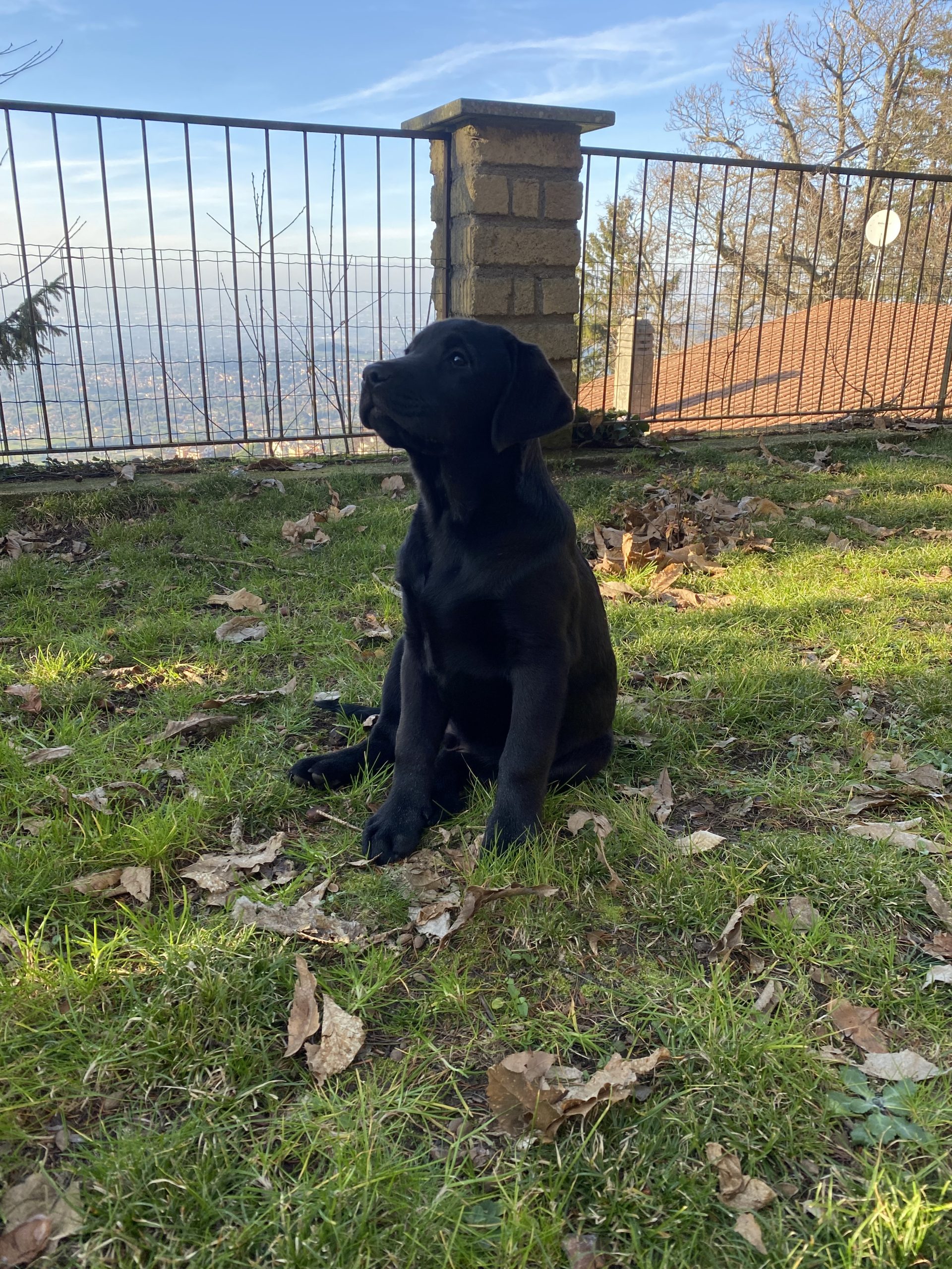 Cuccioli disponibili Oakenheart labrador allevamento riconosciuto Enci