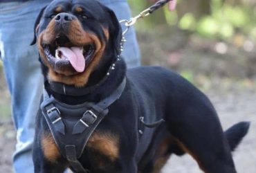 cuccioli rottweiler con pedigree enci