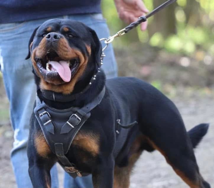 cuccioli rottweiler con pedigree enci