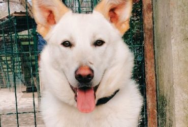 Romeo 9 mesi rinuncia di proprietà cerca casa