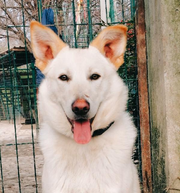 Romeo 9 mesi rinuncia di proprietà cerca casa