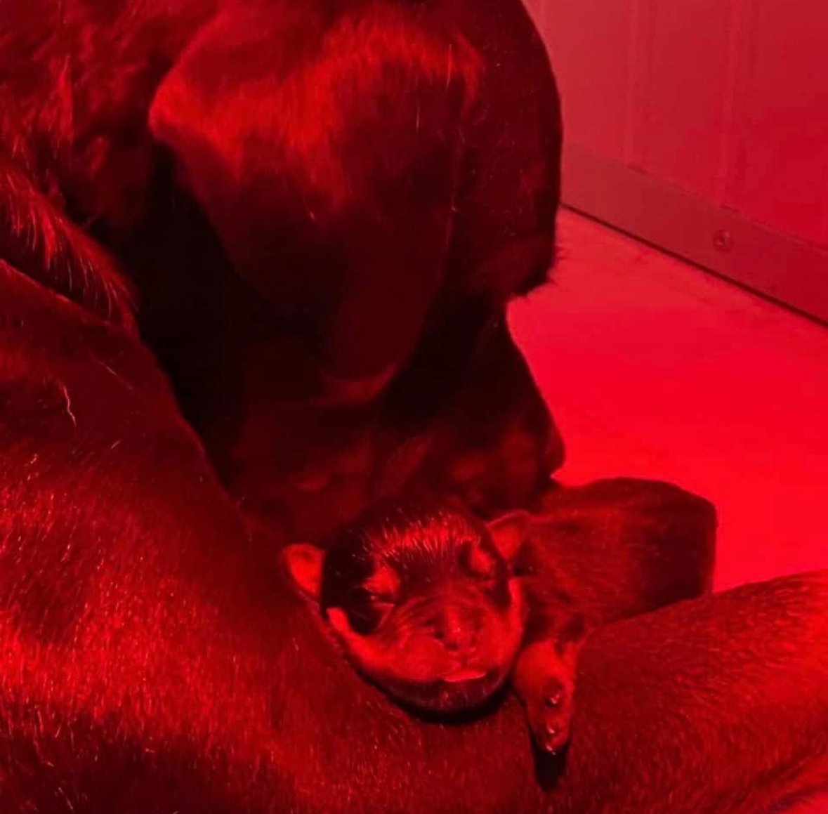 cuccioli rottweiler con pedigree enci