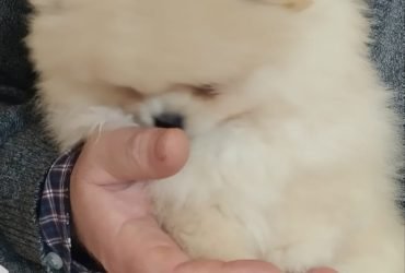 Spitz di Pomerania nano con pedigree ENCI