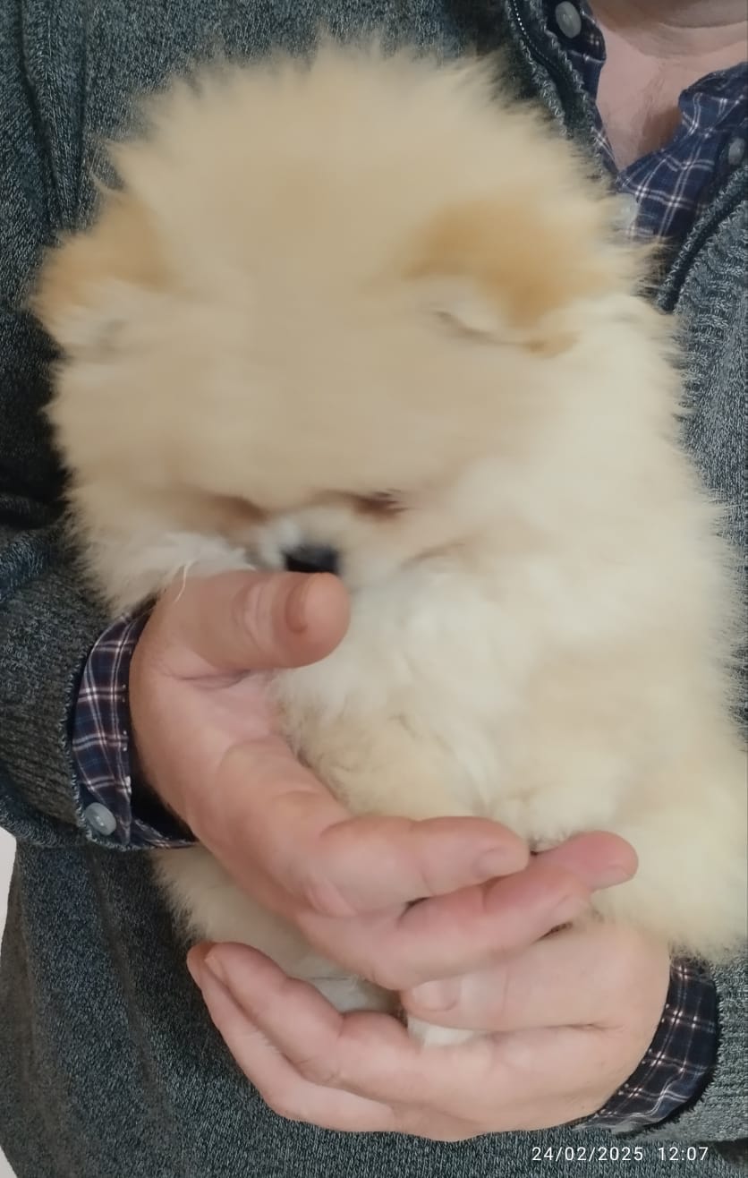 Spitz di Pomerania nano con pedigree ENCI