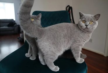 Gattino BSH.