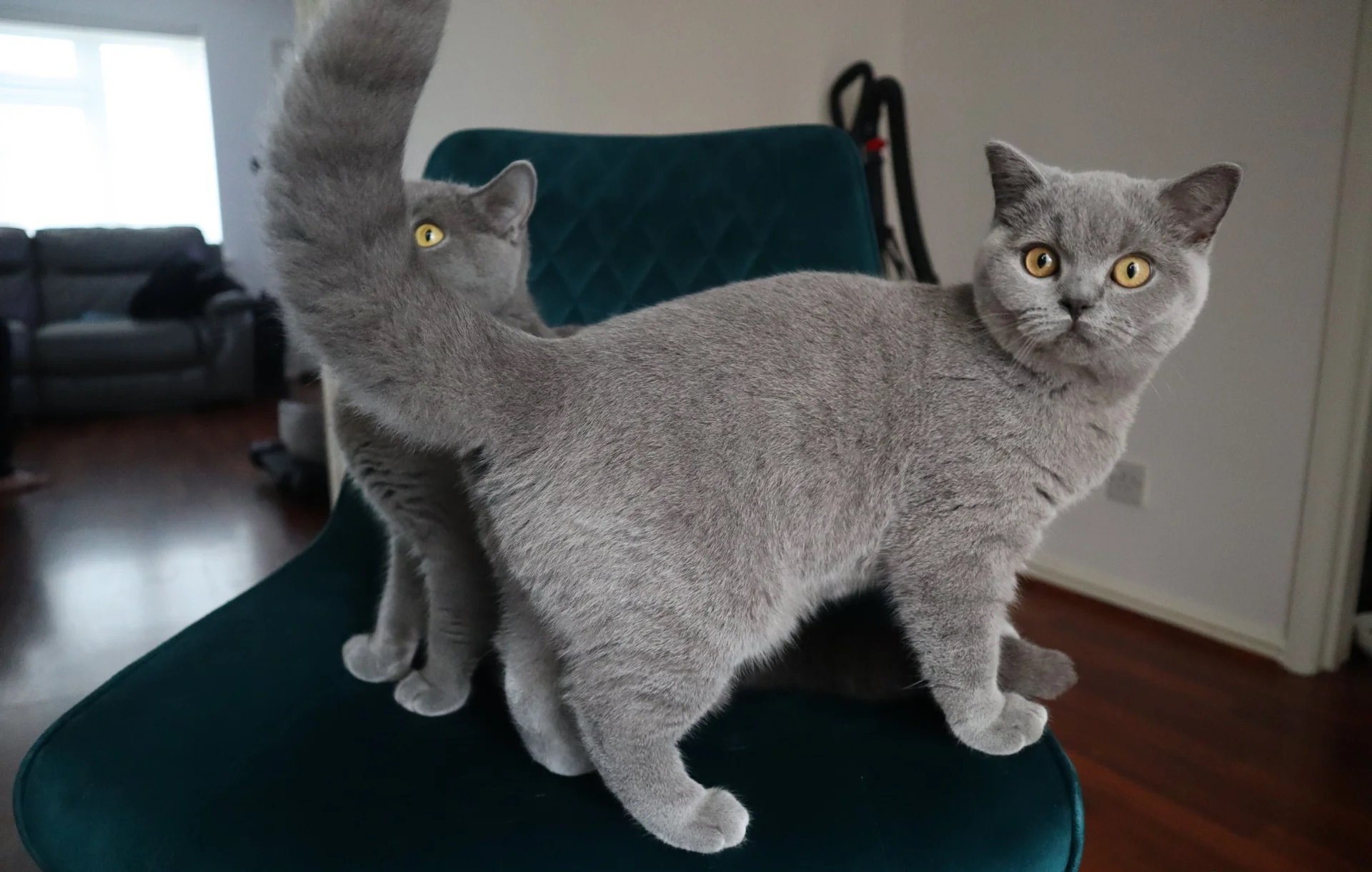 Gattino BSH.