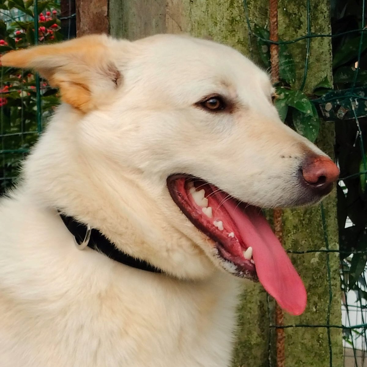 Romeo 9 mesi rinuncia di proprietà cerca casa