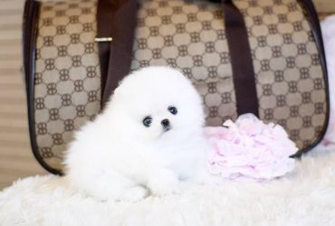 Bellissimi cuccioli di Pomerania Teacup bianchi in vendita