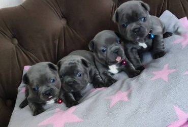 Cuccioli bulldog francese blu con pedigree.