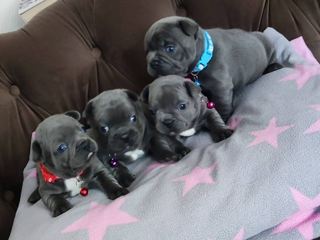 Cuccioli bulldog francese blu con pedigree.