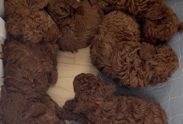 Cuccioli di barboncino toy